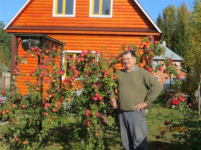 Плодовый сад и питомник — Перспективные сорта яблони Орловской и Белорусской селекции