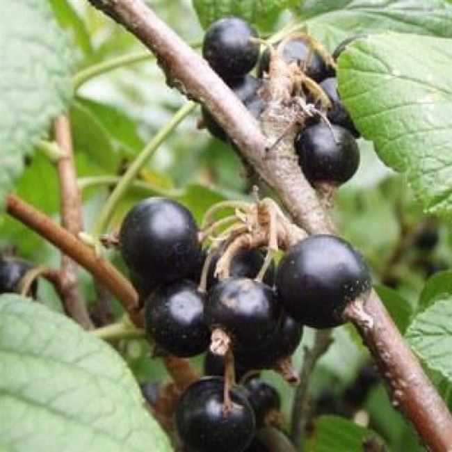 Бармалей — сорт растения Смородина черная